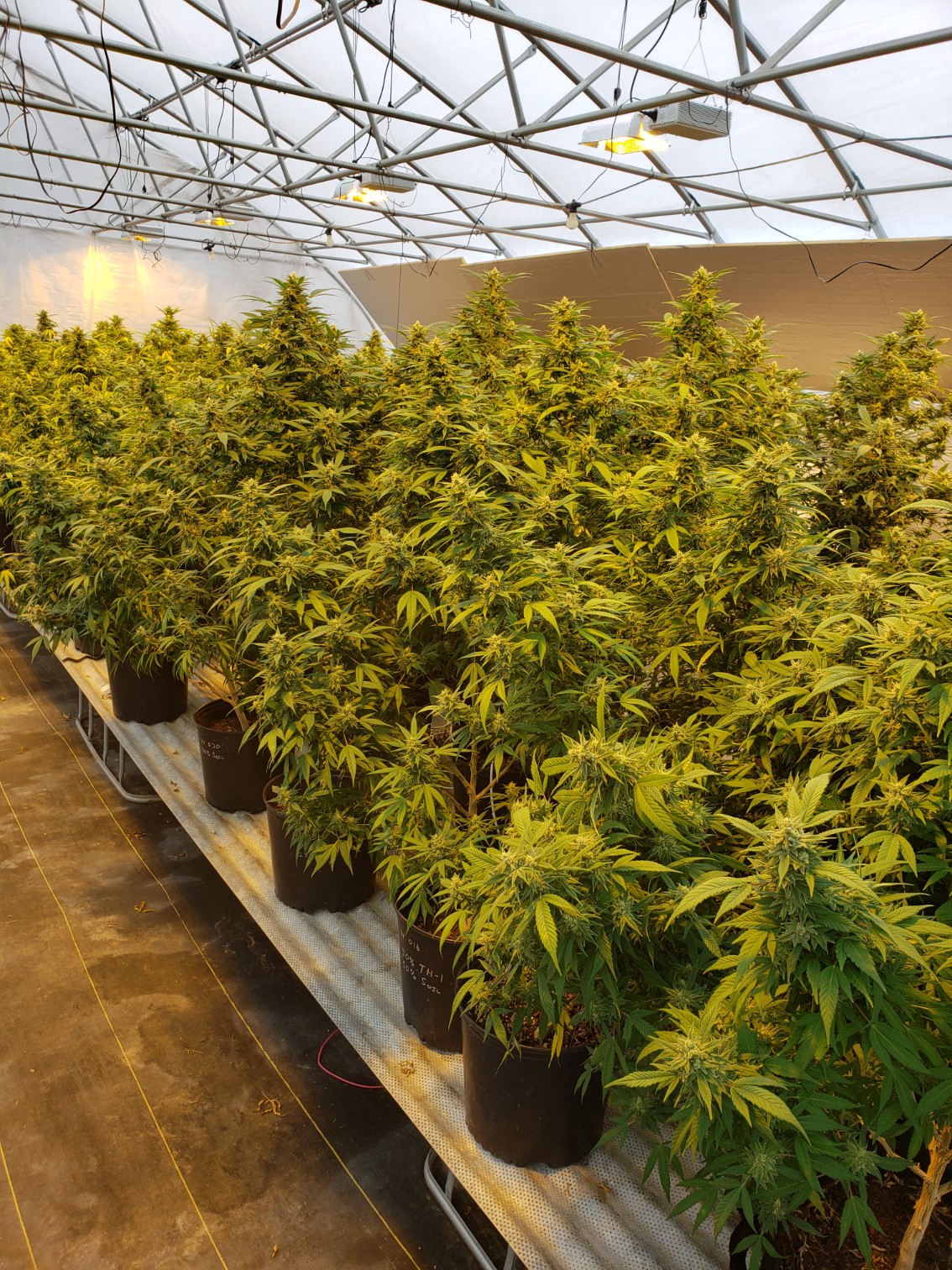 MacGrow Cultivation